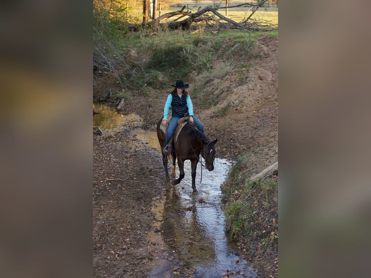 American Quarter Horse Gelding 6 years 15,1 hh Black in Rusk, TX