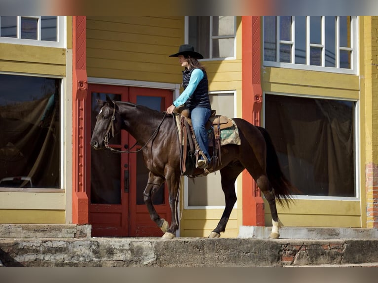 American Quarter Horse Gelding 6 years 15,1 hh Black in Rusk, TX