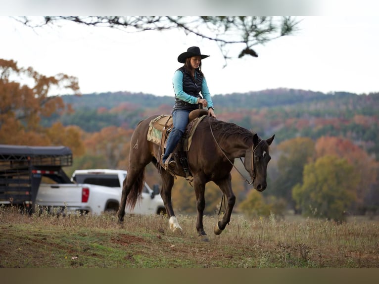 American Quarter Horse Gelding 6 years 15,1 hh Black in Rusk, TX