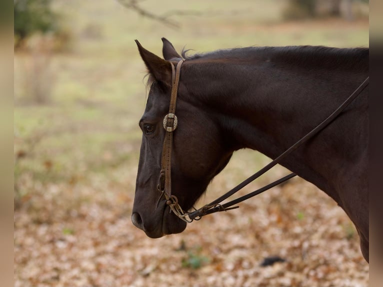 American Quarter Horse Gelding 6 years 15,1 hh Black in Rusk, TX