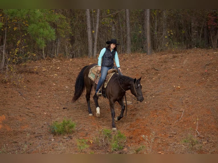 American Quarter Horse Gelding 6 years 15,1 hh Black in Rusk, TX