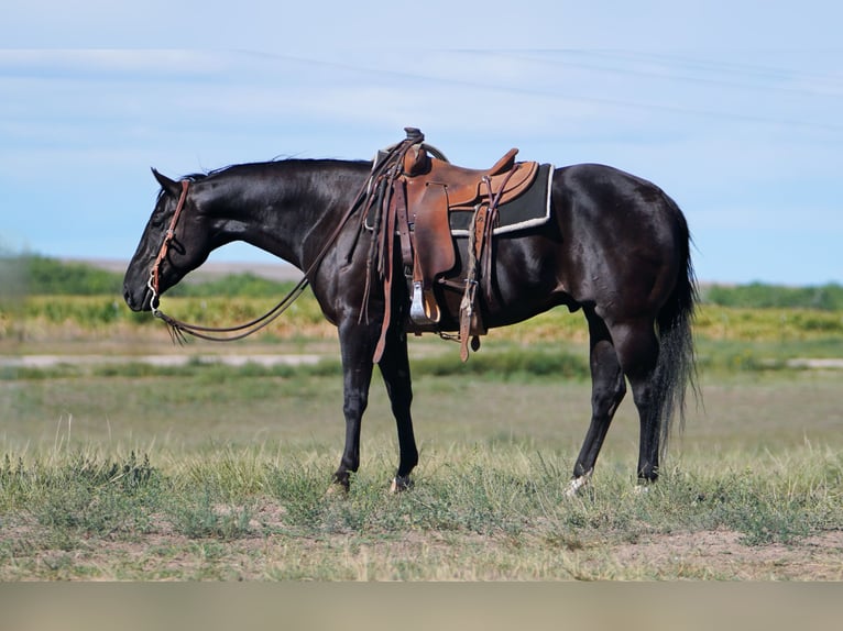 American Quarter Horse Gelding 6 years 15,1 hh Black in Congress, AZ