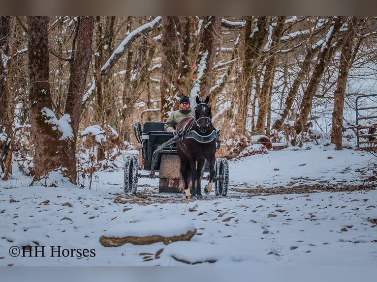 American Quarter Horse Gelding 6 years 15,1 hh Black in Flemingsburg KY