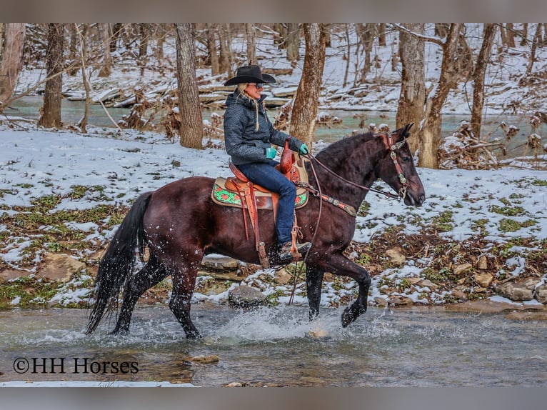 American Quarter Horse Gelding 6 years 15,1 hh Black in Flemingsburg KY