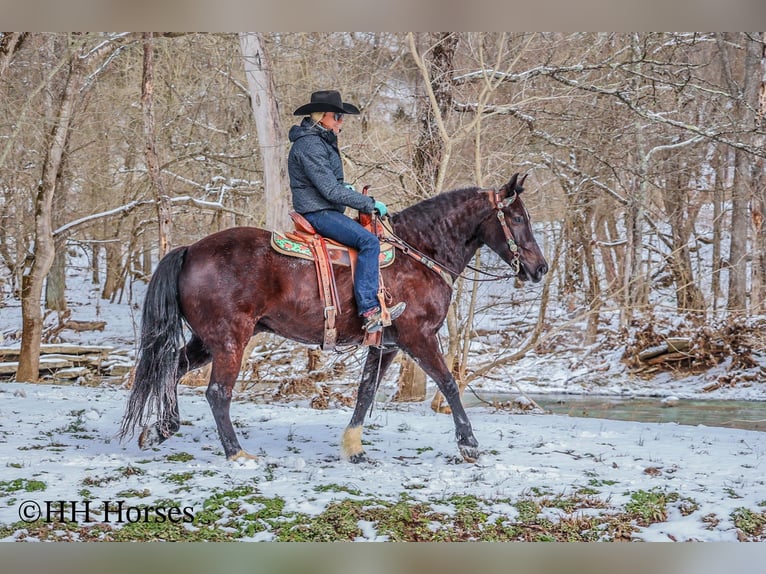 American Quarter Horse Gelding 6 years 15,1 hh Black in Flemingsburg KY