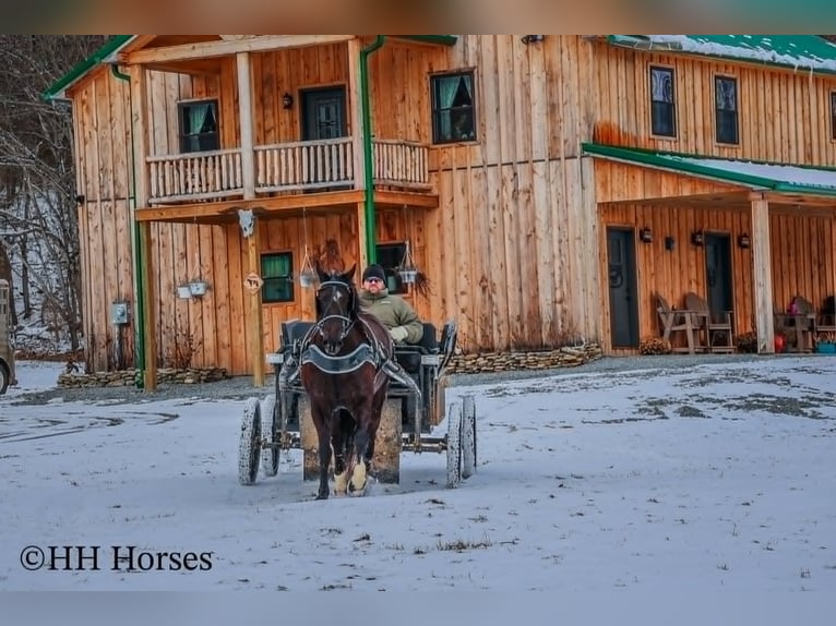 American Quarter Horse Gelding 6 years 15,1 hh Black in Flemingsburg KY