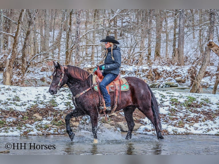 American Quarter Horse Gelding 6 years 15,1 hh Black in Flemingsburg KY