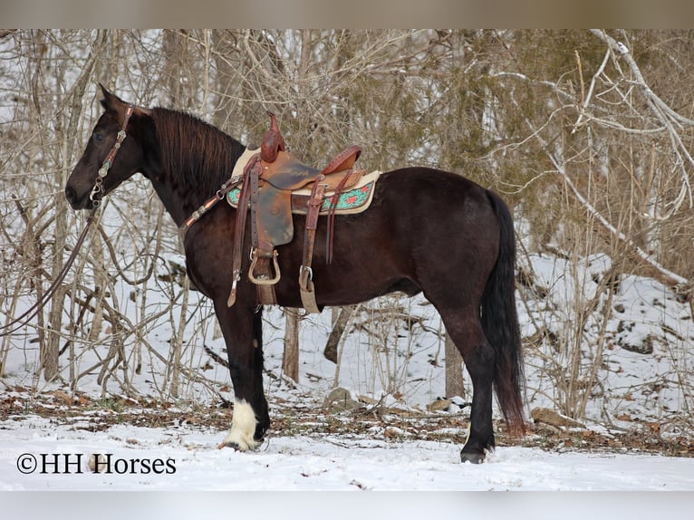 American Quarter Horse Gelding 6 years 15,1 hh Black in Flemingsburg KY