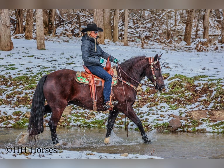 American Quarter Horse Gelding 6 years 15,1 hh Black in Flemingsburg KY