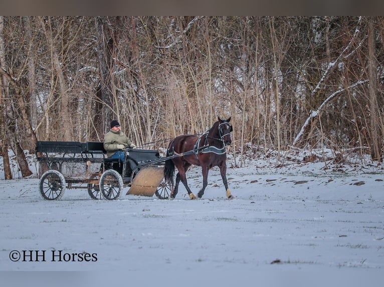 American Quarter Horse Gelding 6 years 15,1 hh Black in Flemingsburg KY