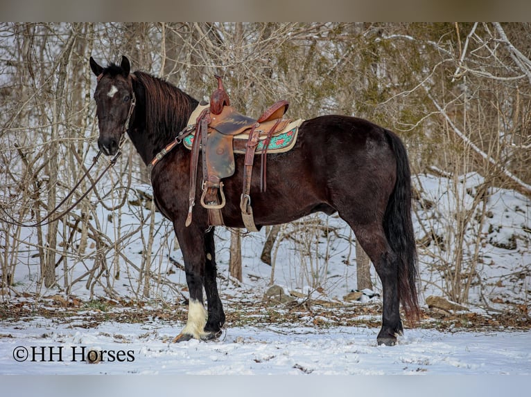 American Quarter Horse Gelding 6 years 15,1 hh Black in Flemingsburg KY