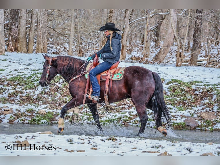 American Quarter Horse Gelding 6 years 15,1 hh Black in Flemingsburg KY