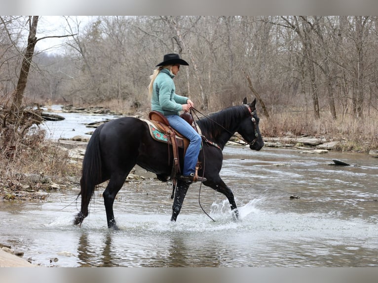 American Quarter Horse Gelding 6 years 15,1 hh Black in Flemmingsburg Ky