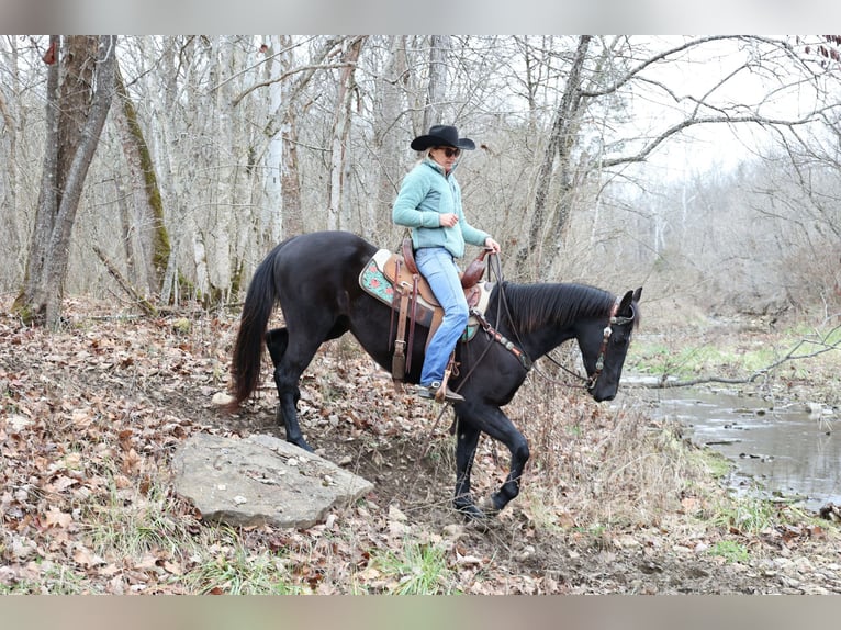 American Quarter Horse Gelding 6 years 15,1 hh Black in Flemmingsburg Ky