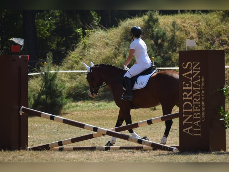 American Quarter Horse Gelding 6 years 15,1 hh Brown in Berlin