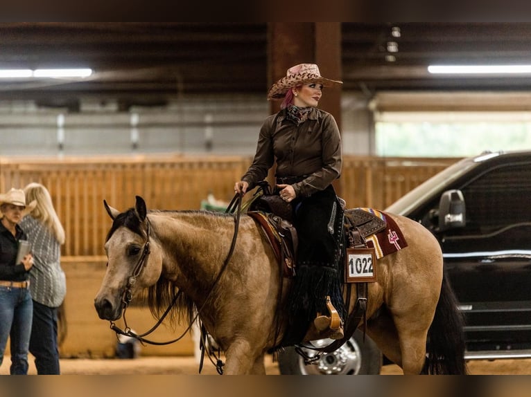 American Quarter Horse Gelding 6 years 15,1 hh Buckskin in Nashville, IN