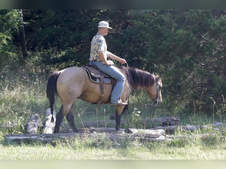 American Quarter Horse Gelding 6 years 15,1 hh Buckskin in Purdy, MO