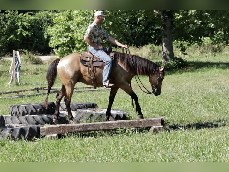 American Quarter Horse Gelding 6 years 15,1 hh Buckskin in Purdy, MO