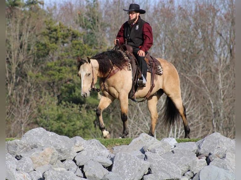 American Quarter Horse Gelding 6 years 15,1 hh Buckskin in Rebersburg, PA