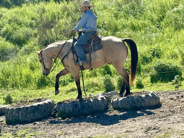 American Quarter Horse Gelding 6 years 15.1 hh Buckskin in Tres Pinos