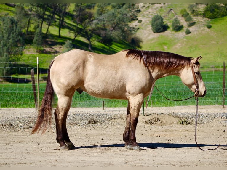 American Quarter Horse Gelding 6 years 15.1 hh Buckskin in Tres Pinos