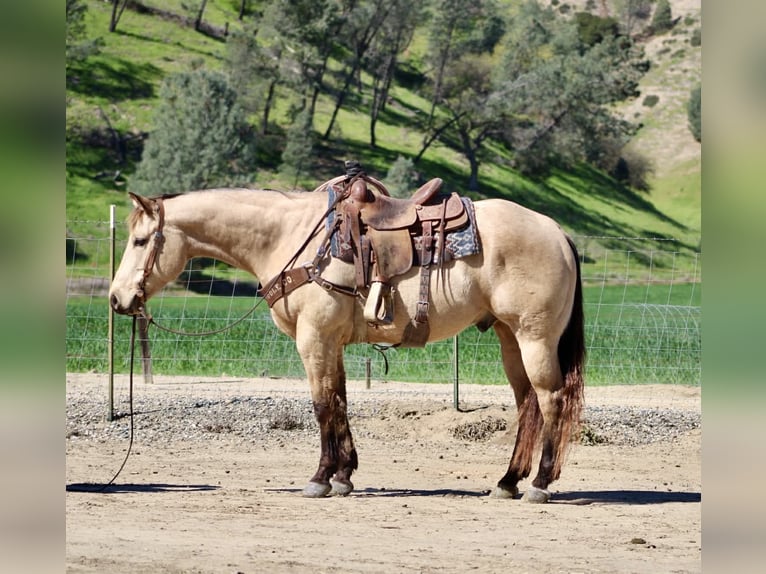 American Quarter Horse Gelding 6 years 15.1 hh Buckskin in Tres Pinos