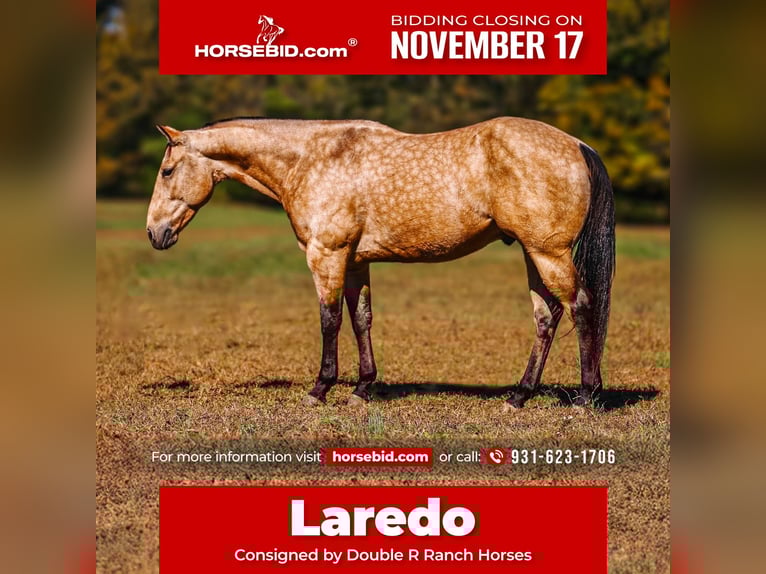 American Quarter Horse Gelding 6 years 15,1 hh Buckskin in Lyles