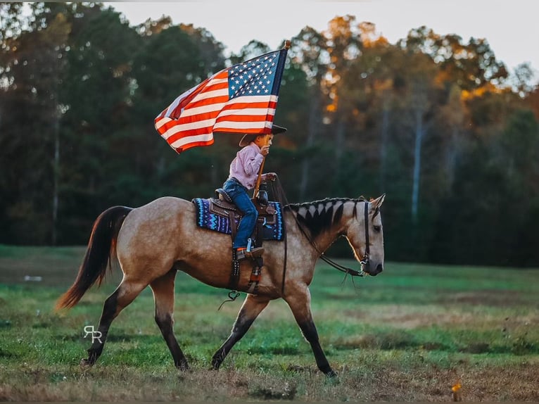 American Quarter Horse Gelding 6 years 15,1 hh Buckskin in Lyles