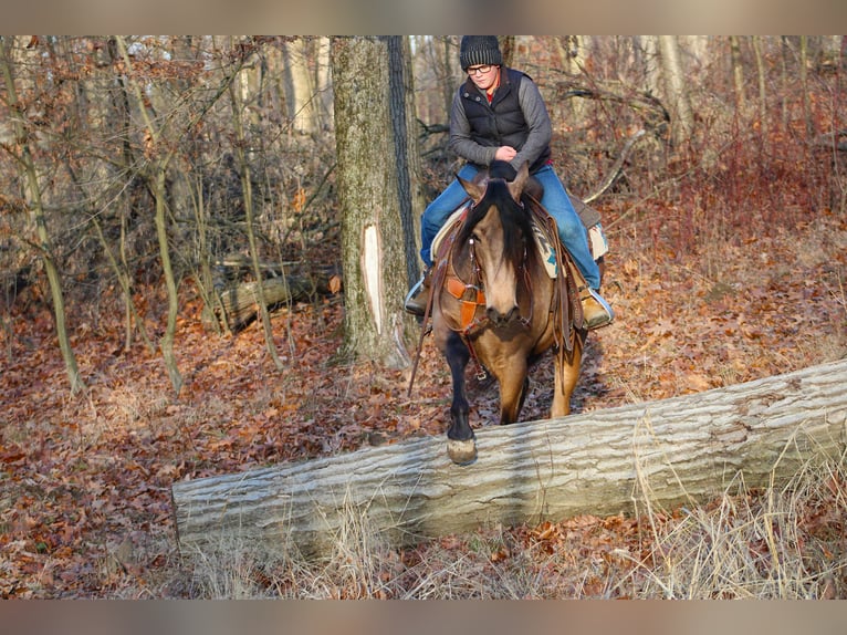 American Quarter Horse Mix Gelding 6 years 15,1 hh Buckskin in Baltic