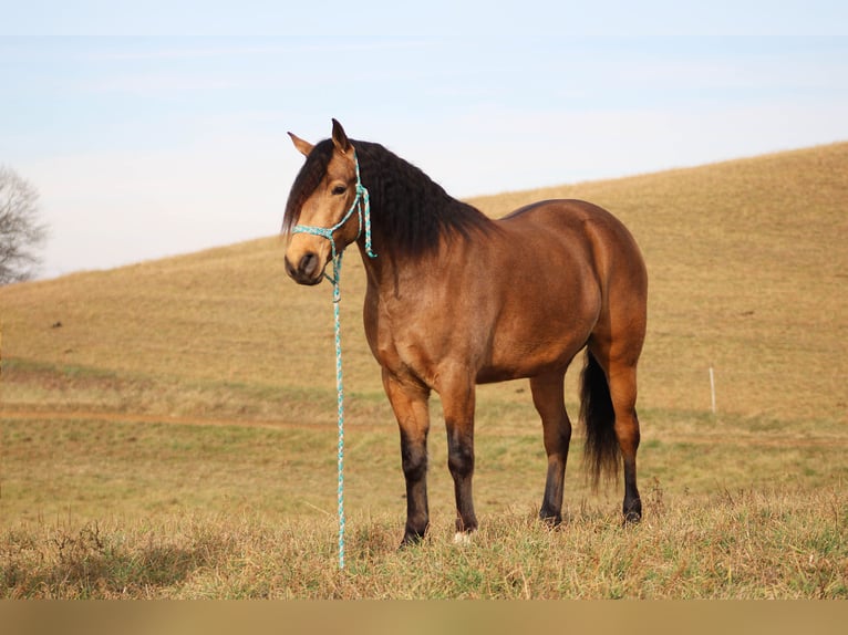 American Quarter Horse Mix Gelding 6 years 15,1 hh Buckskin in Baltic