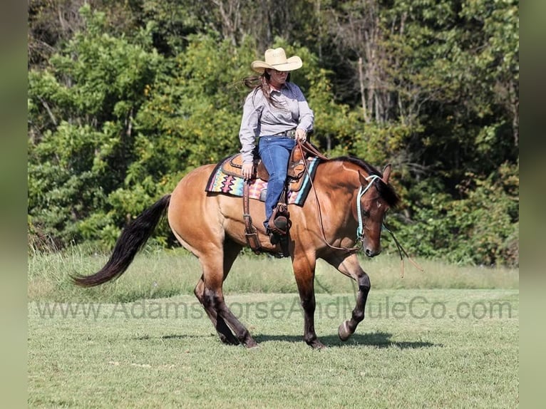 American Quarter Horse Gelding 6 years 15,1 hh Buckskin in Wickenburg, AZ