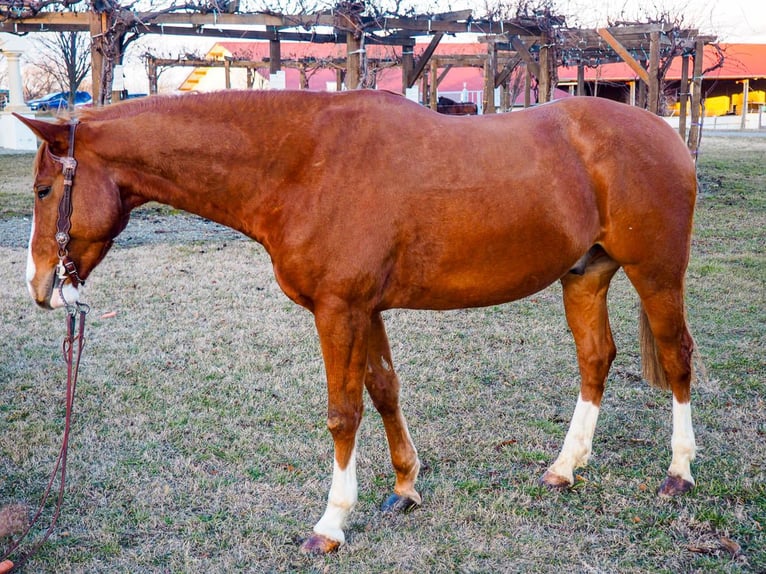 American Quarter Horse Gelding 6 years 15,1 hh Chestnut-Red in Mörbisch am See