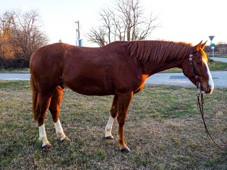 American Quarter Horse Gelding 6 years 15,1 hh Chestnut-Red in Mörbisch am See