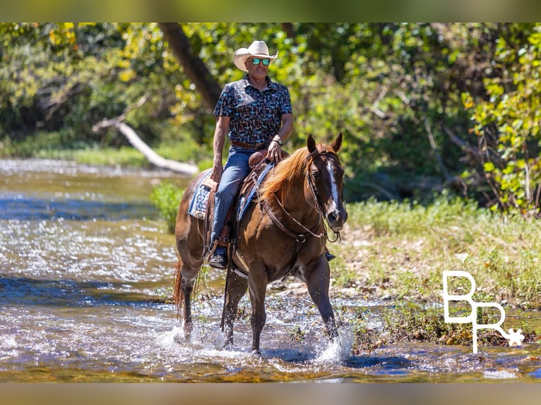 American Quarter Horse Gelding 6 years 15,1 hh Chestnut in Mountain Grove MO