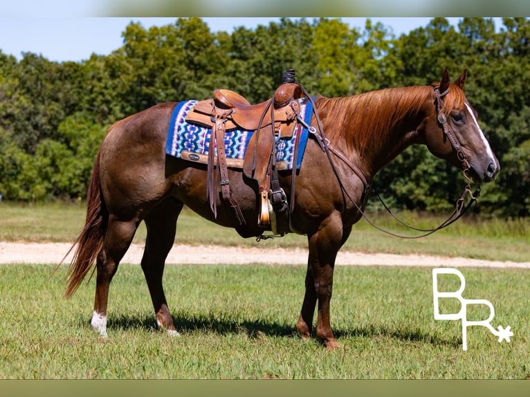 American Quarter Horse Gelding 6 years 15,1 hh Chestnut in Mountain Grove MO