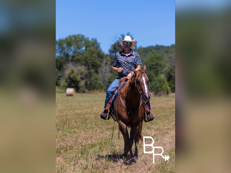 American Quarter Horse Gelding 6 years 15,1 hh Chestnut in Mountain Grove MO