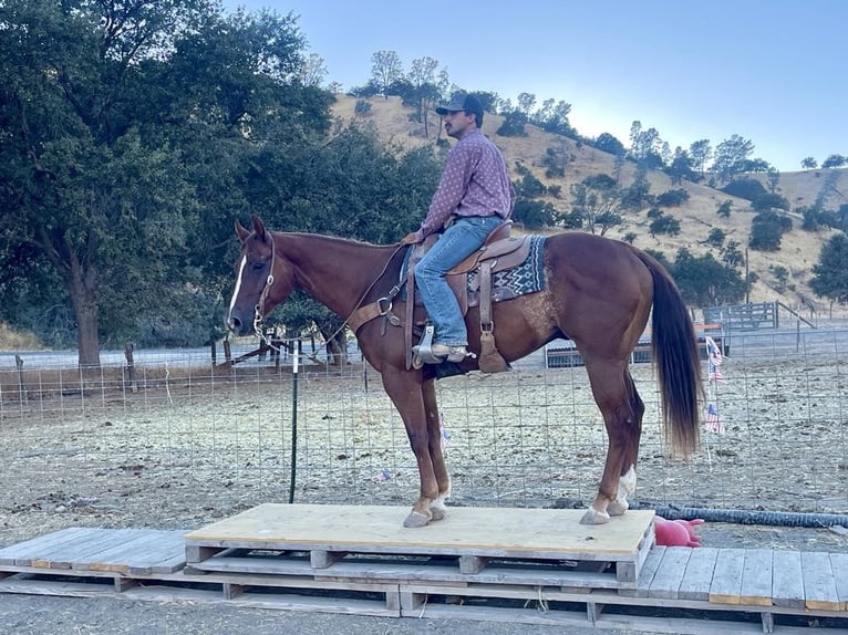 American Quarter Horse Gelding 6 years 15,1 hh Chestnut in Paicines CA