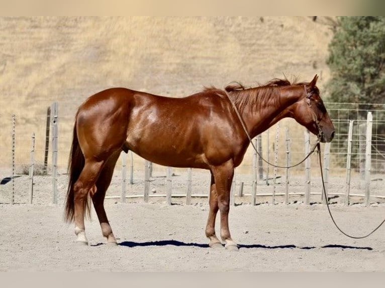 American Quarter Horse Gelding 6 years 15,1 hh Chestnut in Paicines CA