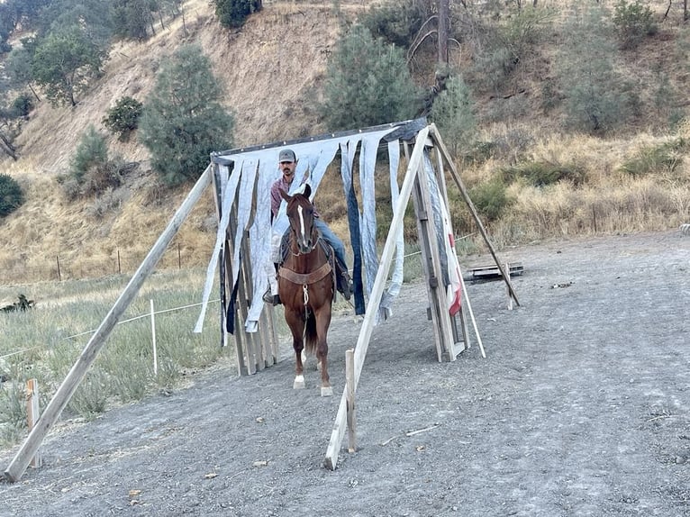 American Quarter Horse Gelding 6 years 15,1 hh Chestnut in Paicines CA