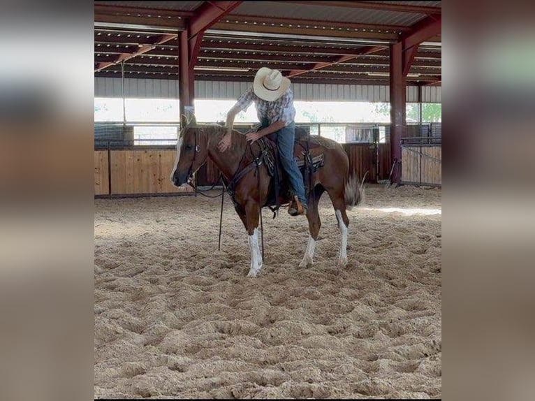 American Quarter Horse Gelding 6 years 15,1 hh Chestnut in Weatherford TX