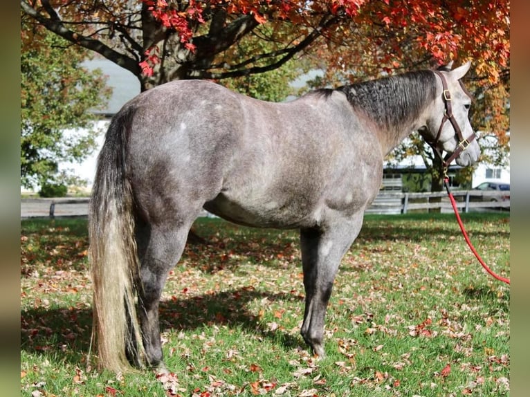 American Quarter Horse Mix Gelding 6 years 15,1 hh Gray in Allentown, NJ