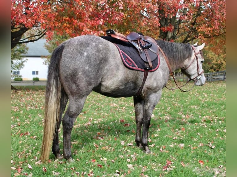 American Quarter Horse Mix Gelding 6 years 15,1 hh Gray in Allentown, NJ
