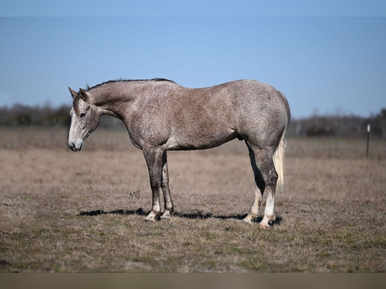 American Quarter Horse Gelding 6 years 15,1 hh Gray in Kaufman