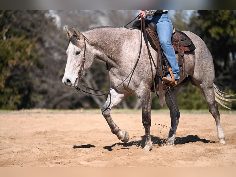American Quarter Horse Gelding 6 years 15,1 hh Gray in Kaufman