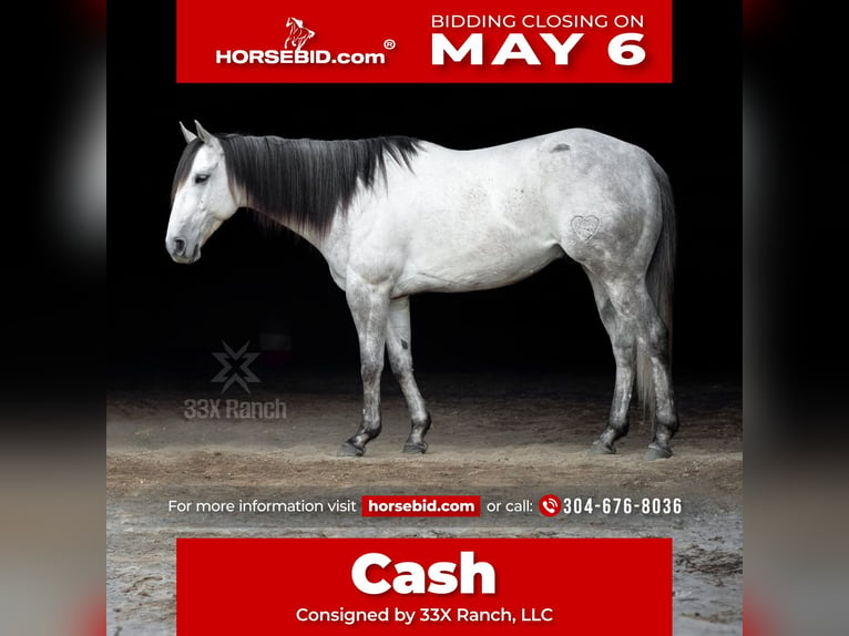 American Quarter Horse Gelding 6 years 15,1 hh Gray in Hedgesville