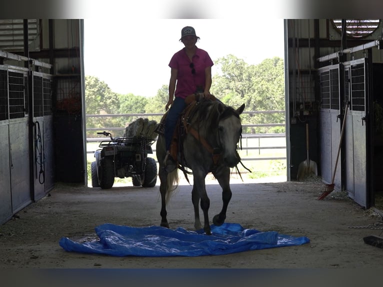 American Quarter Horse Gelding 6 years 15,1 hh Gray in Kaufman, TX