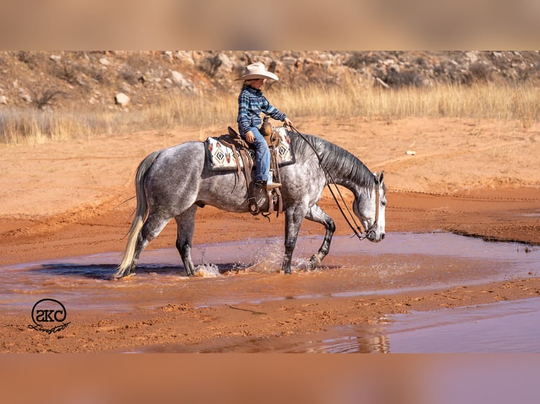 American Quarter Horse Gelding 6 years 15.1 hh Grey in Canyon