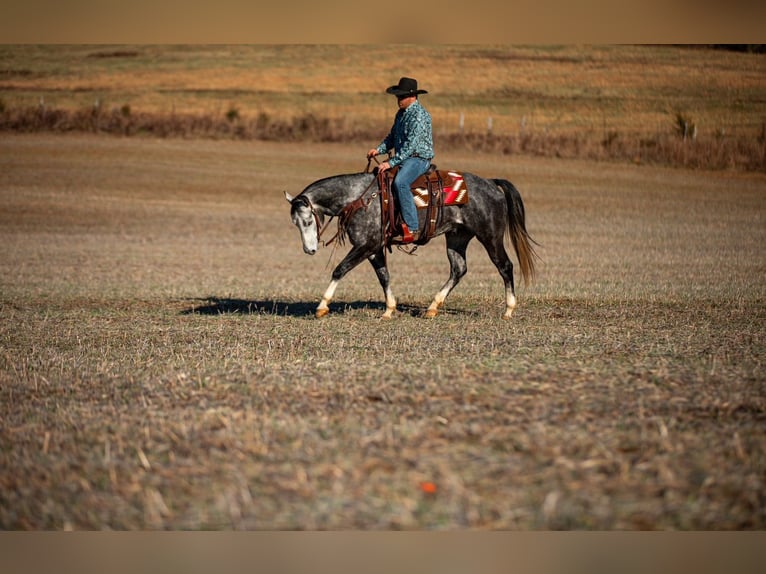 American Quarter Horse Gelding 6 years 15.1 hh Grey in Santa Fe