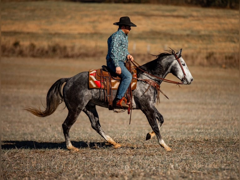 American Quarter Horse Gelding 6 years 15.1 hh Grey in Santa Fe