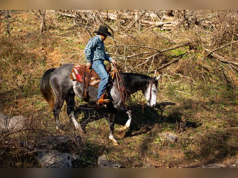 American Quarter Horse Gelding 6 years 15.1 hh Grey in Santa Fe